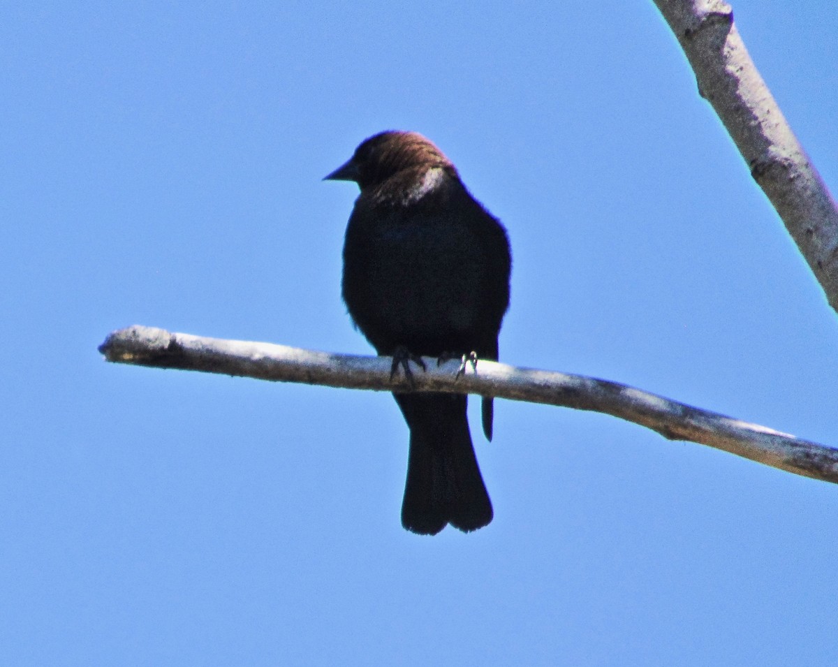 Brown-headed Cowbird - Randy Shonkwiler
