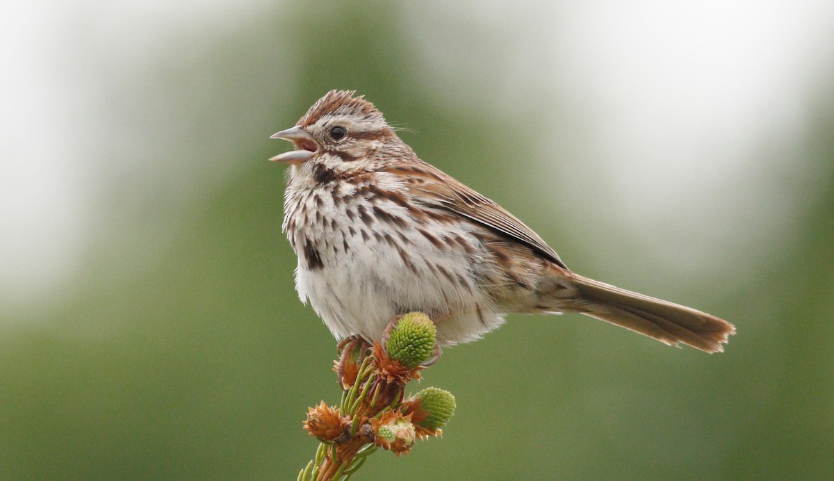 Song Sparrow - Gary Jarvis