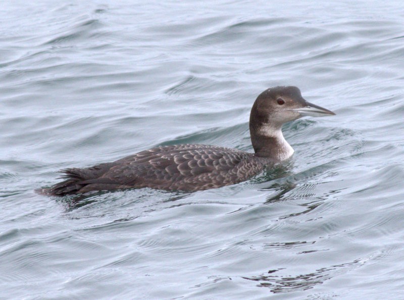 Common Loon - Kenneth Trease