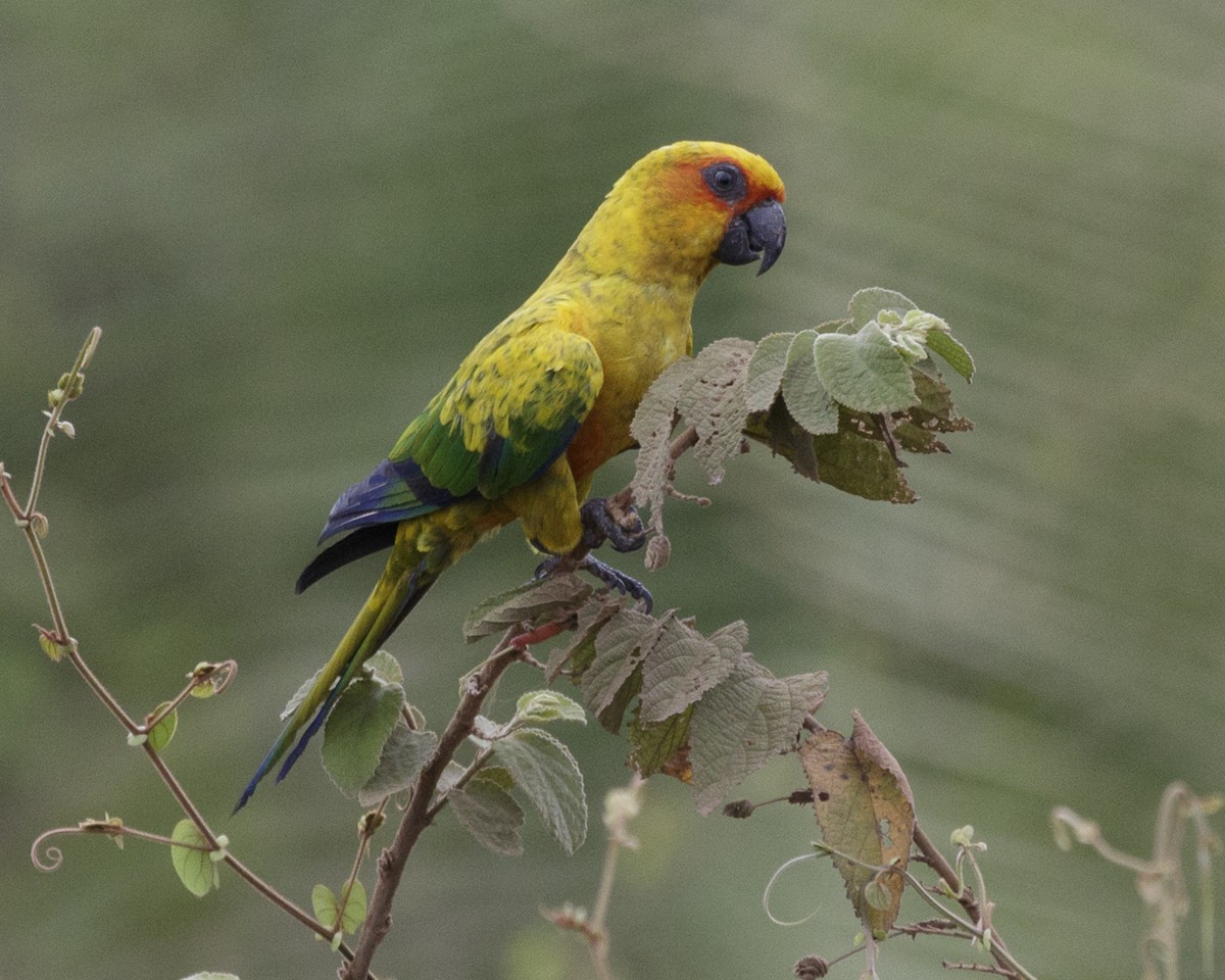 Sulphur-breasted Parakeet - ML241661771