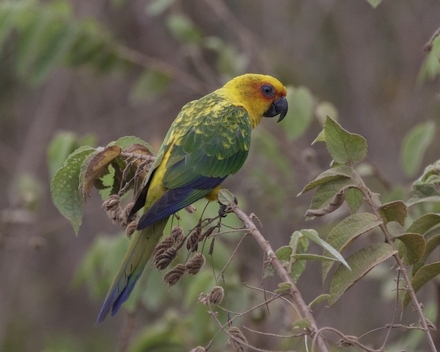 Possible confusion species: Sulphur-breasted Parakeet (<em class="SciName notranslate">Aratinga maculata</em>). - Sulphur-breasted Parakeet - 