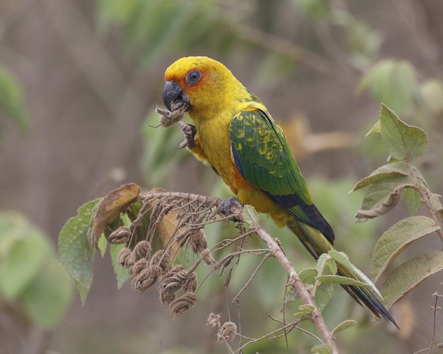 Possible confusion species: Sulphur-breasted Parakeet (<em class="SciName notranslate">Aratinga maculata</em>). - Sulphur-breasted Parakeet - 