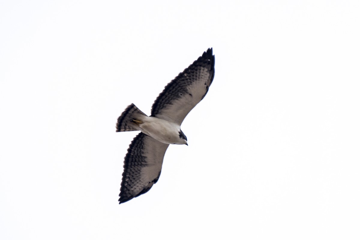 Short-tailed Hawk - ML241662341