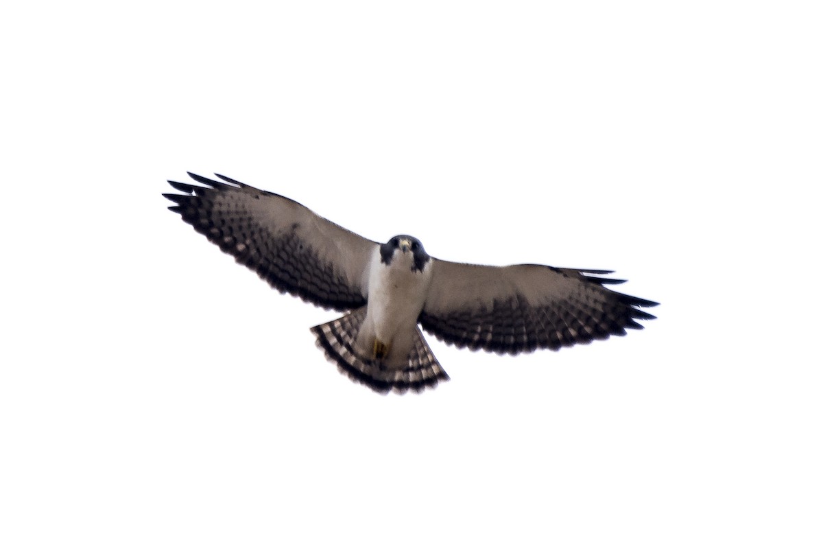 Short-tailed Hawk - ML241662361