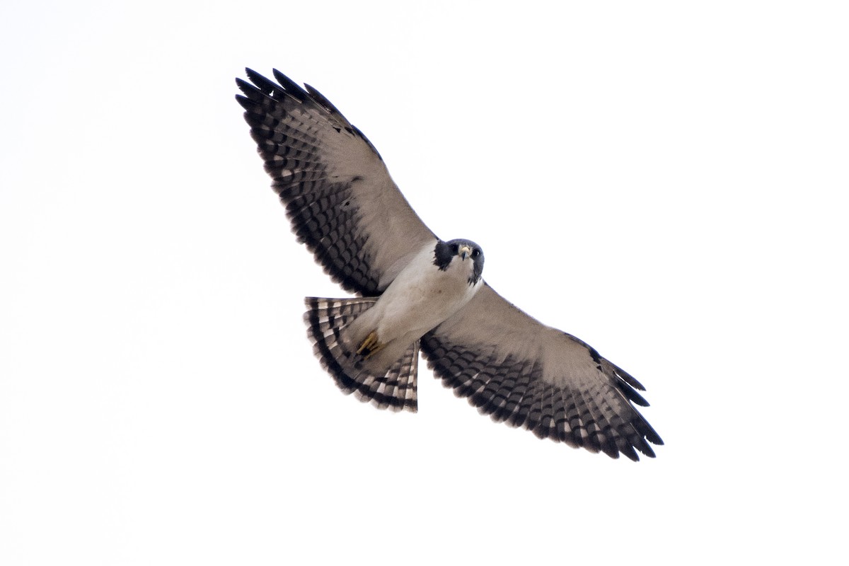 Short-tailed Hawk - ML241662371