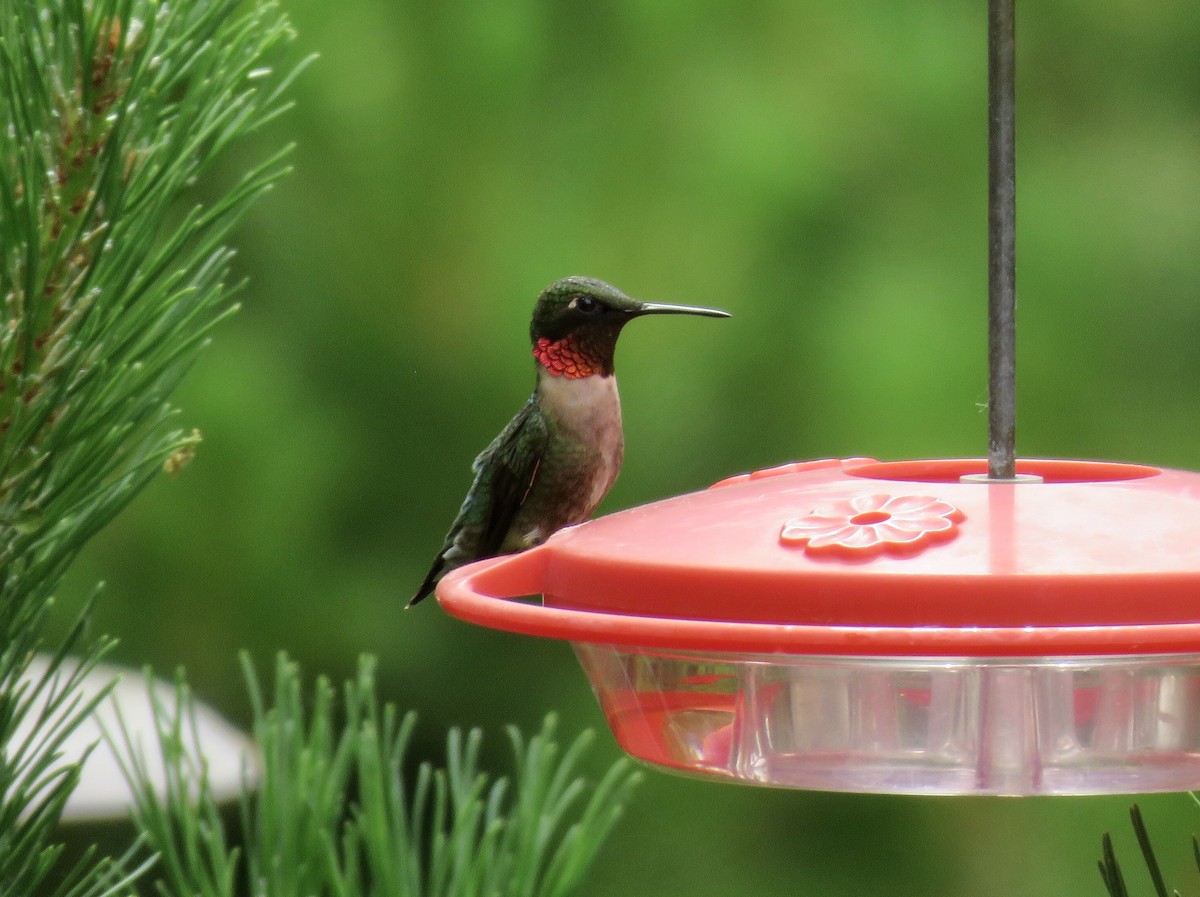 Ruby-throated Hummingbird - Mike Hearell