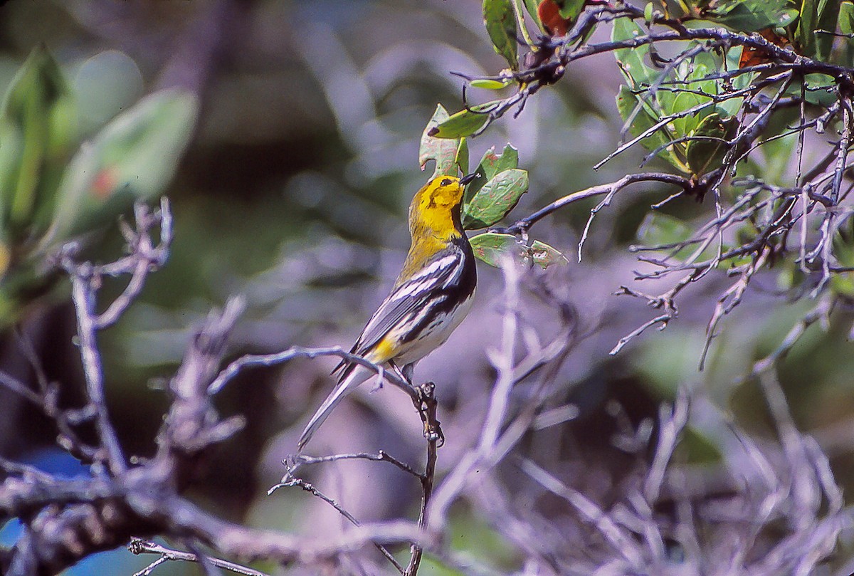 Black-throated Green Warbler - Nick Pulcinella