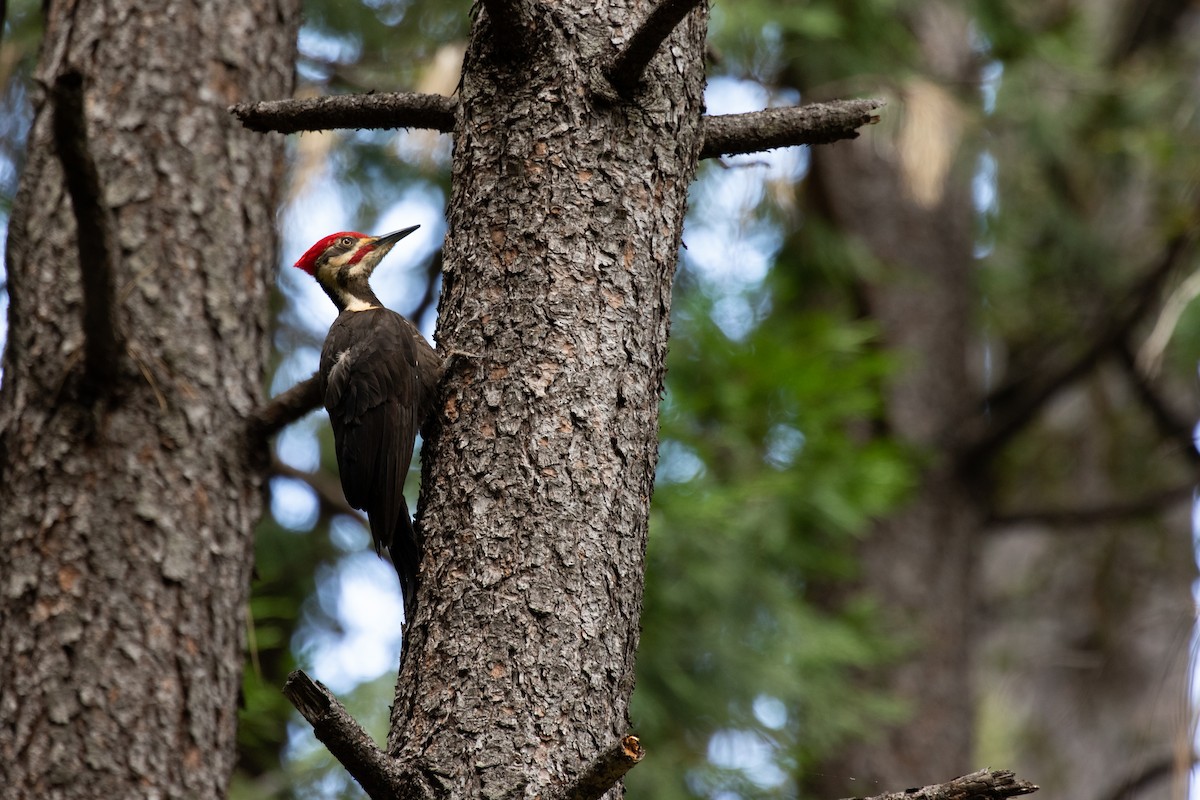 Pileated Woodpecker - Ronan Nicholson