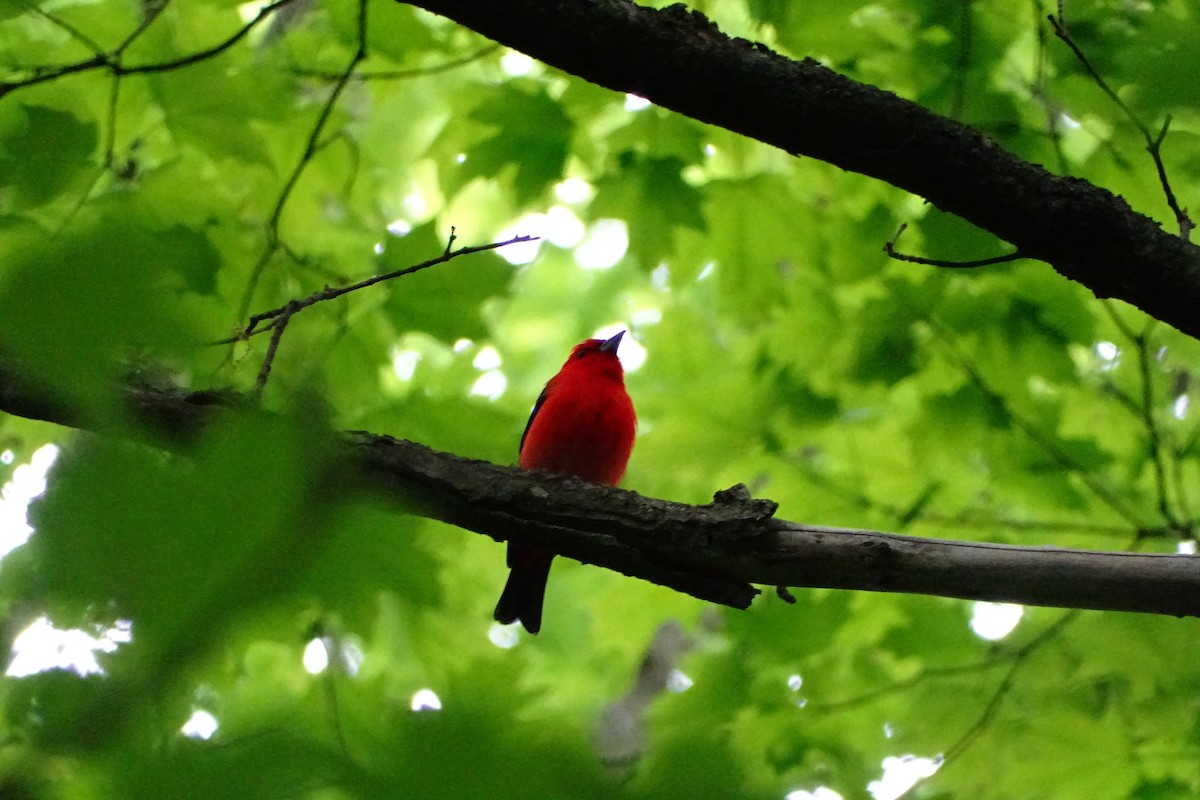 Scarlet Tanager - ML241667371