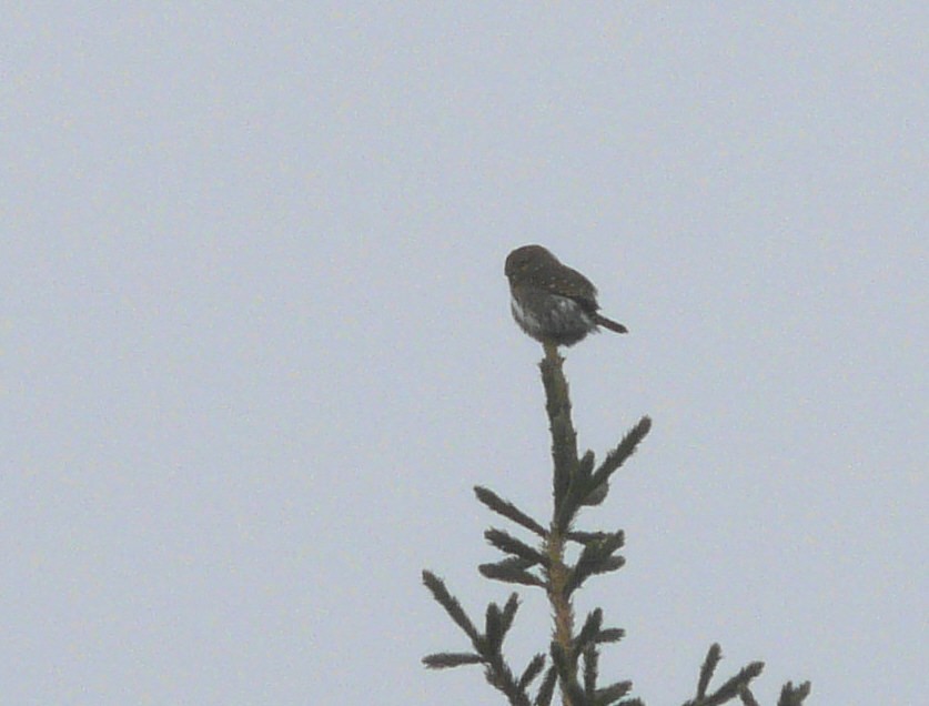 Northern Pygmy-Owl - ML24166801