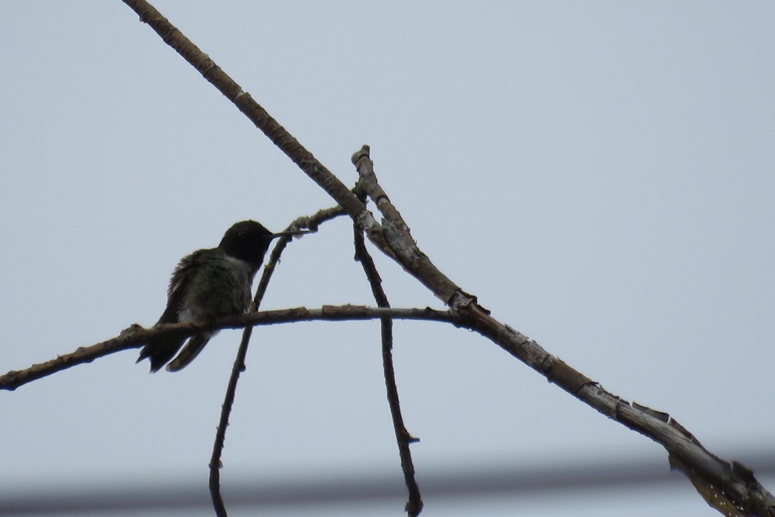Black-chinned Hummingbird - ML241669281