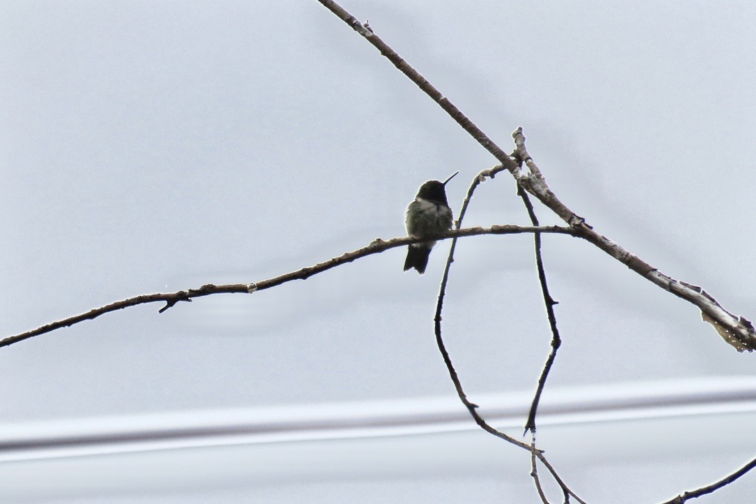 Black-chinned Hummingbird - ML241669291