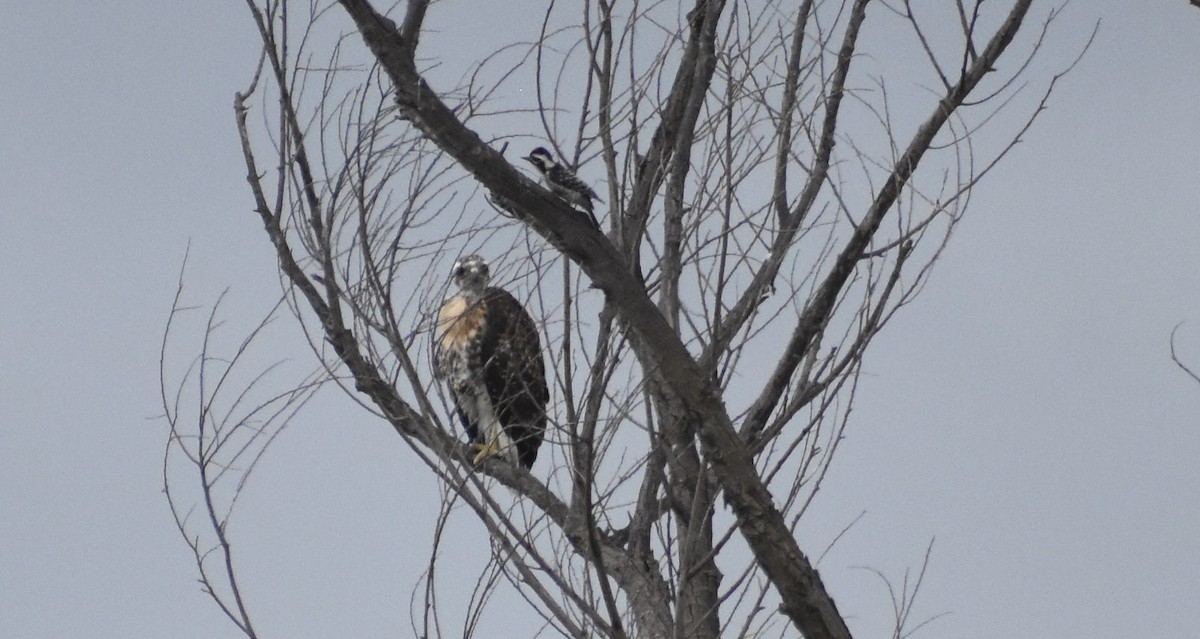 Red-tailed Hawk - ML241674091