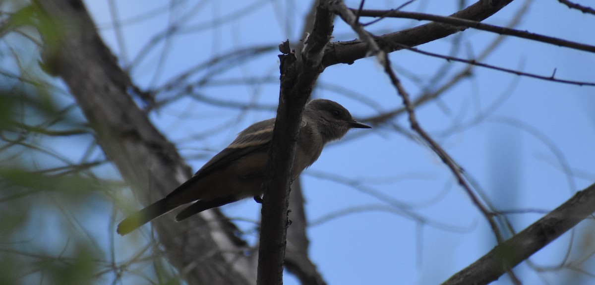 Ash-throated Flycatcher - Robert Stagg