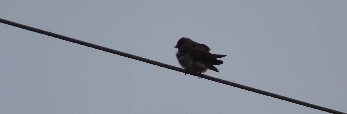 Northern Rough-winged Swallow - ML241675021