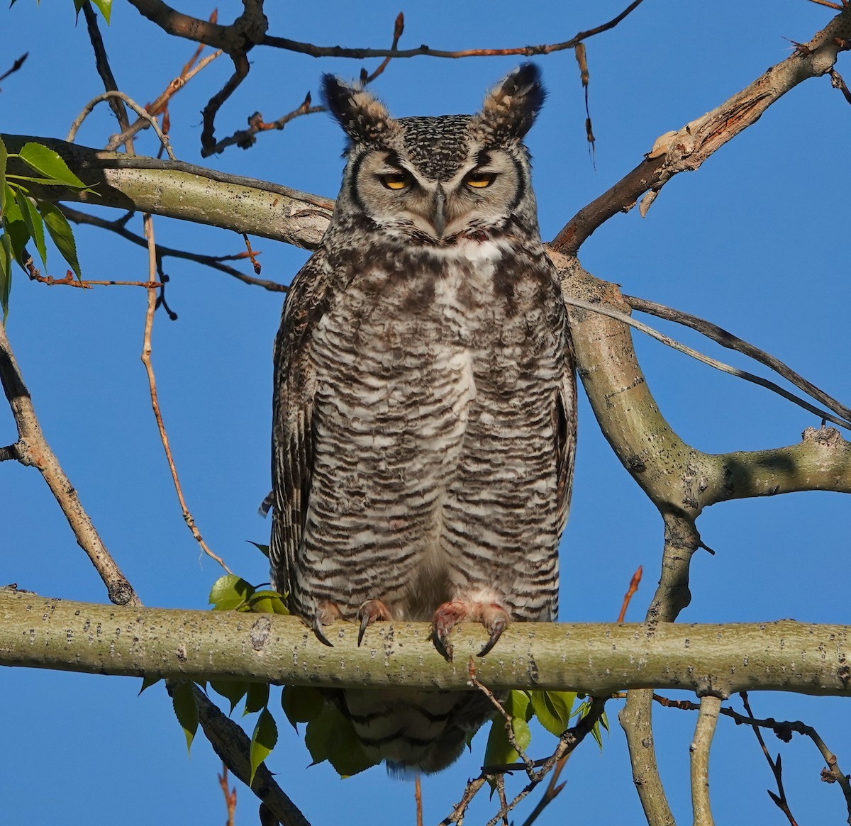 Great Horned Owl - ML241679161