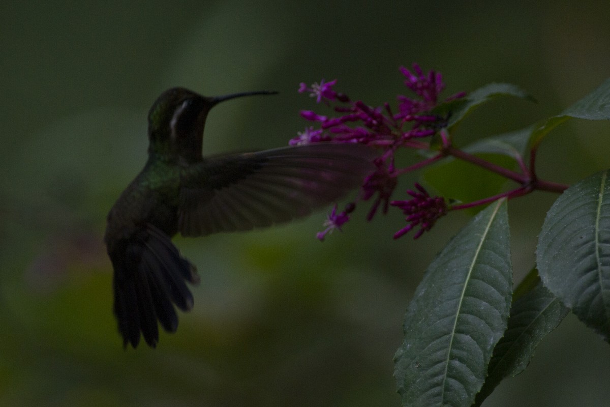 kolibřík ametystohrdlý - ML24167931