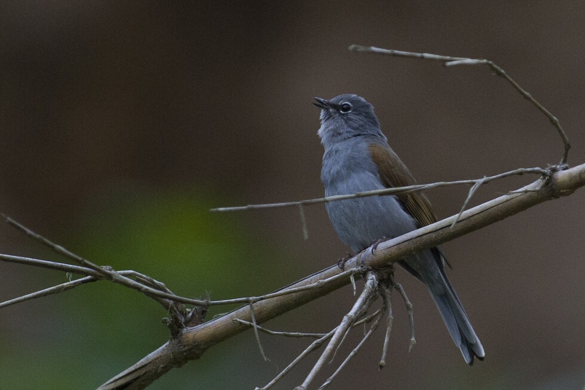 Brown-backed Solitaire - ML24167971