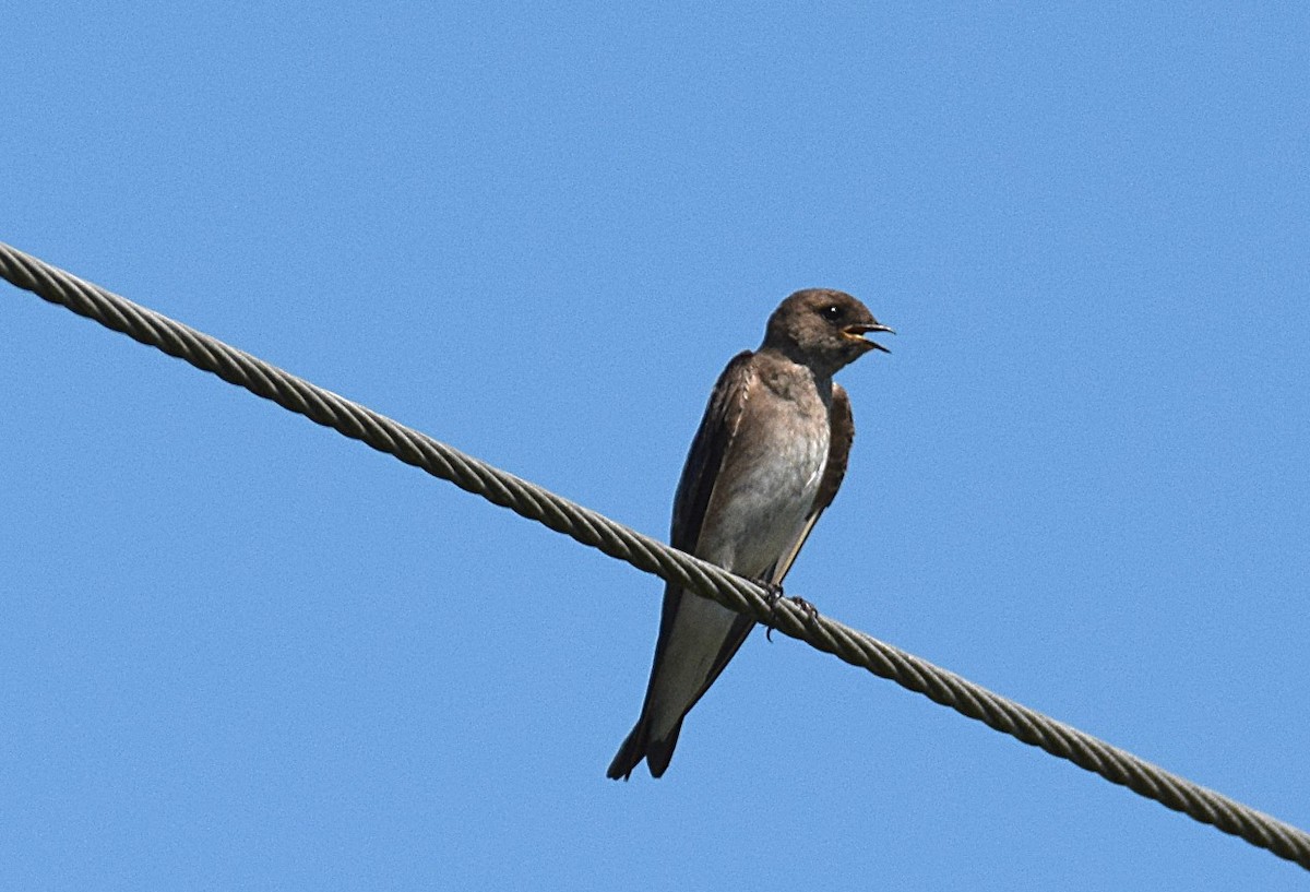 Northern Rough-winged Swallow - Hugh Barger