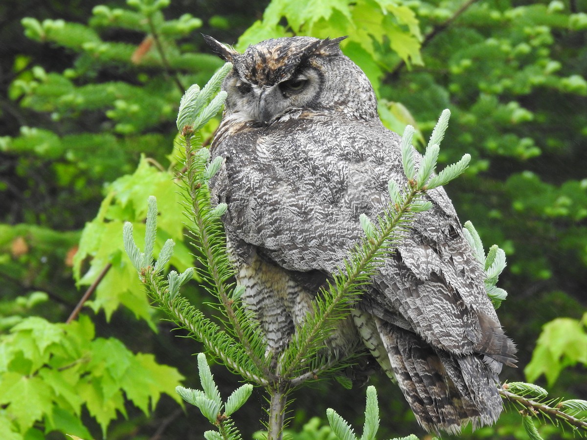 Great Horned Owl - ML241684921