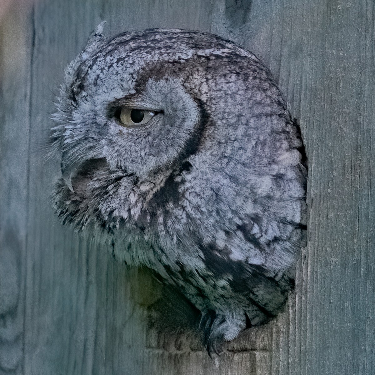 Western Screech-Owl - ML241688251