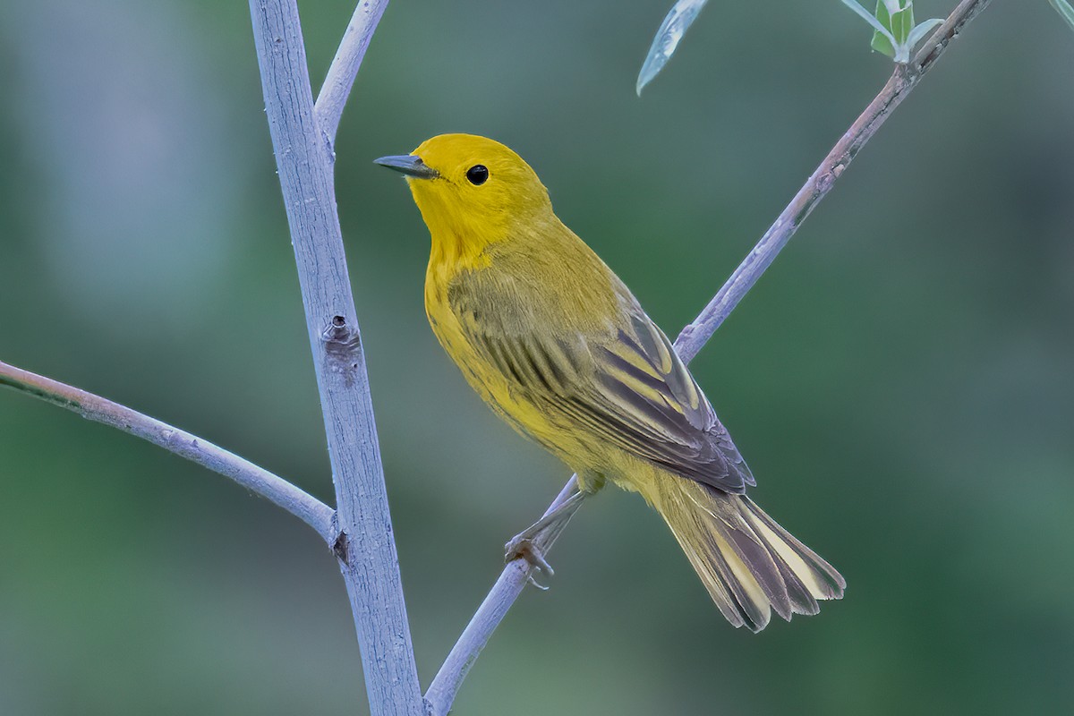 Yellow Warbler - Ron Riley