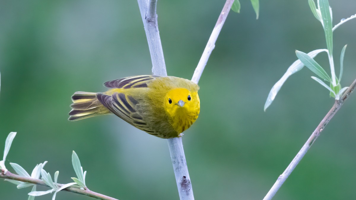 Yellow Warbler - Ron Riley