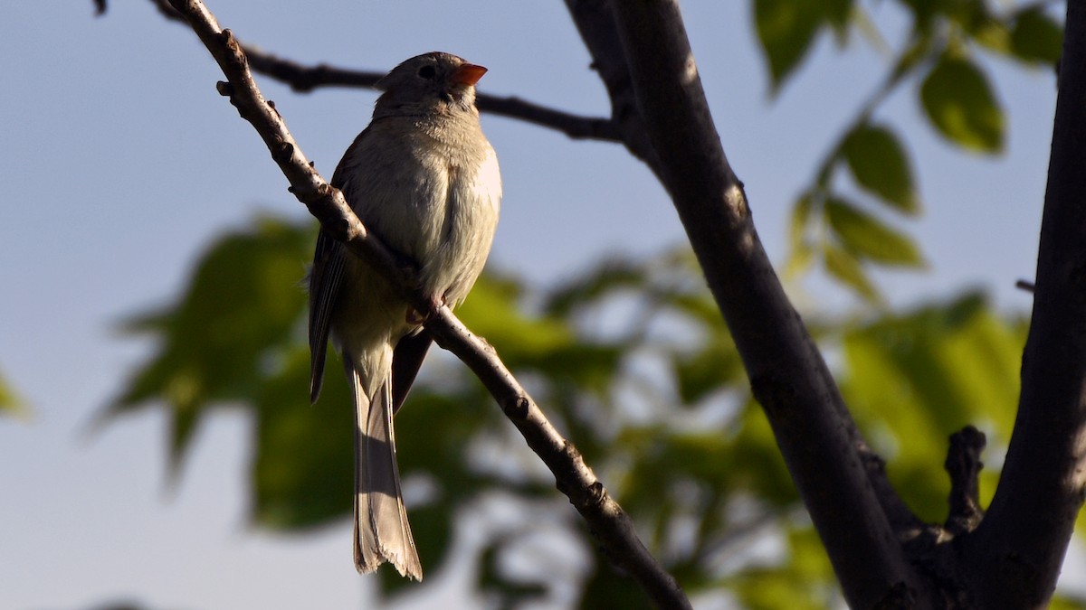 Field Sparrow - Bill Tollefson
