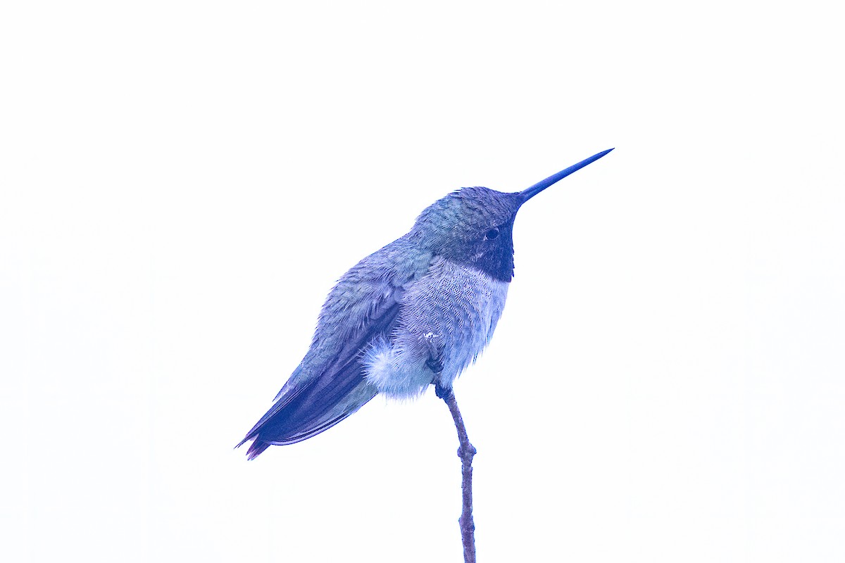 Black-chinned Hummingbird - ML241689031