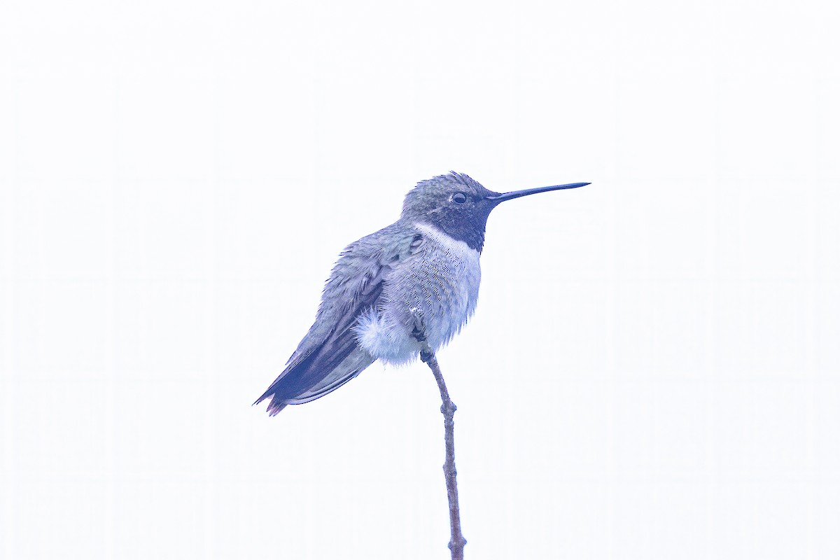 Black-chinned Hummingbird - Ron Riley