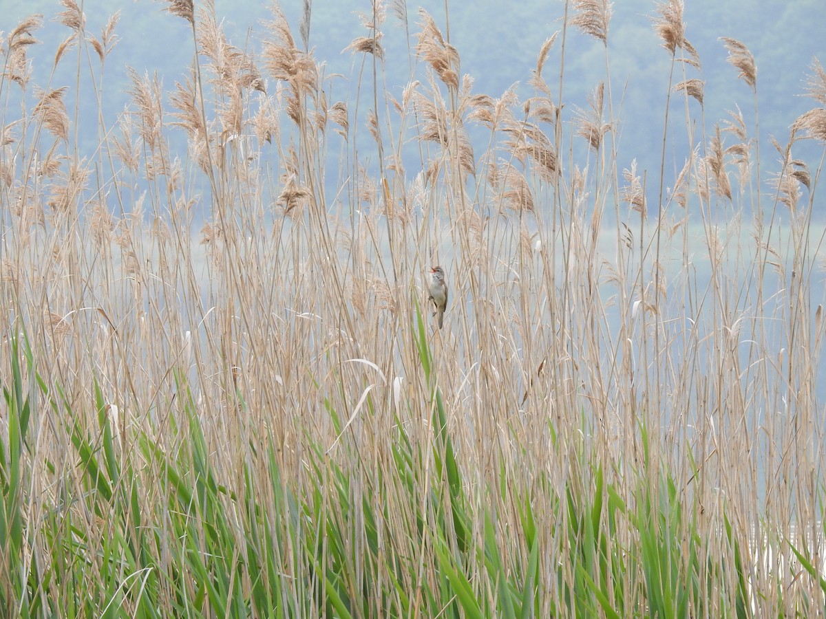 Great Reed Warbler - Sławomir Karpicki