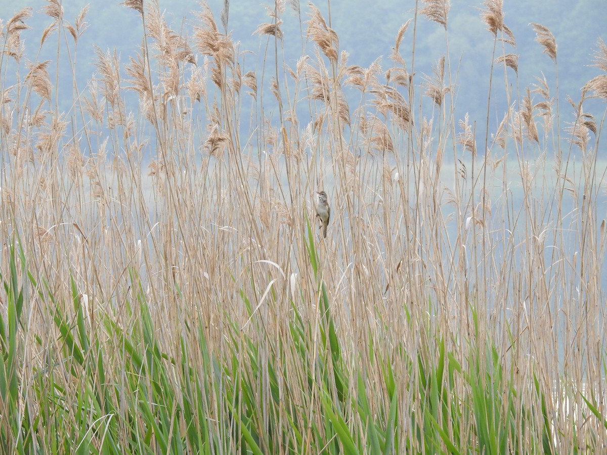 Great Reed Warbler - ML241690591