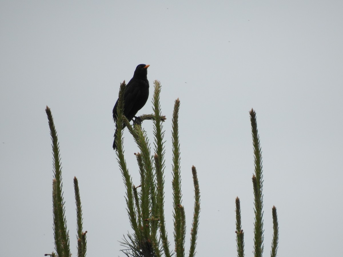 Eurasian Blackbird - ML241690931