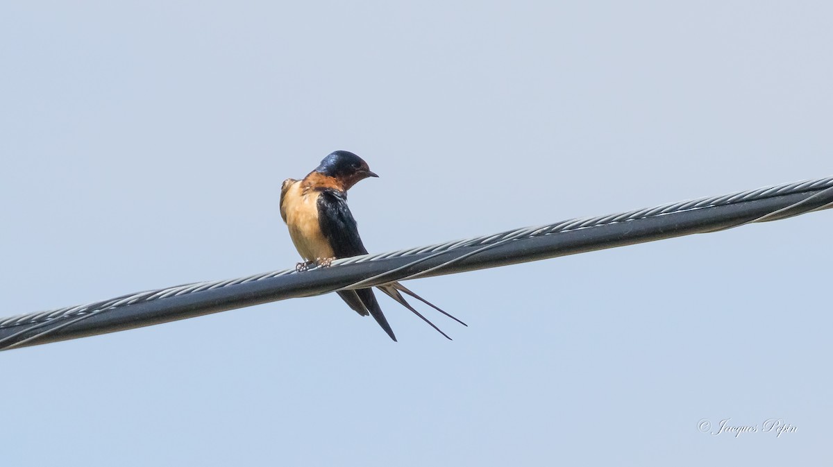 Barn Swallow - ML241691881