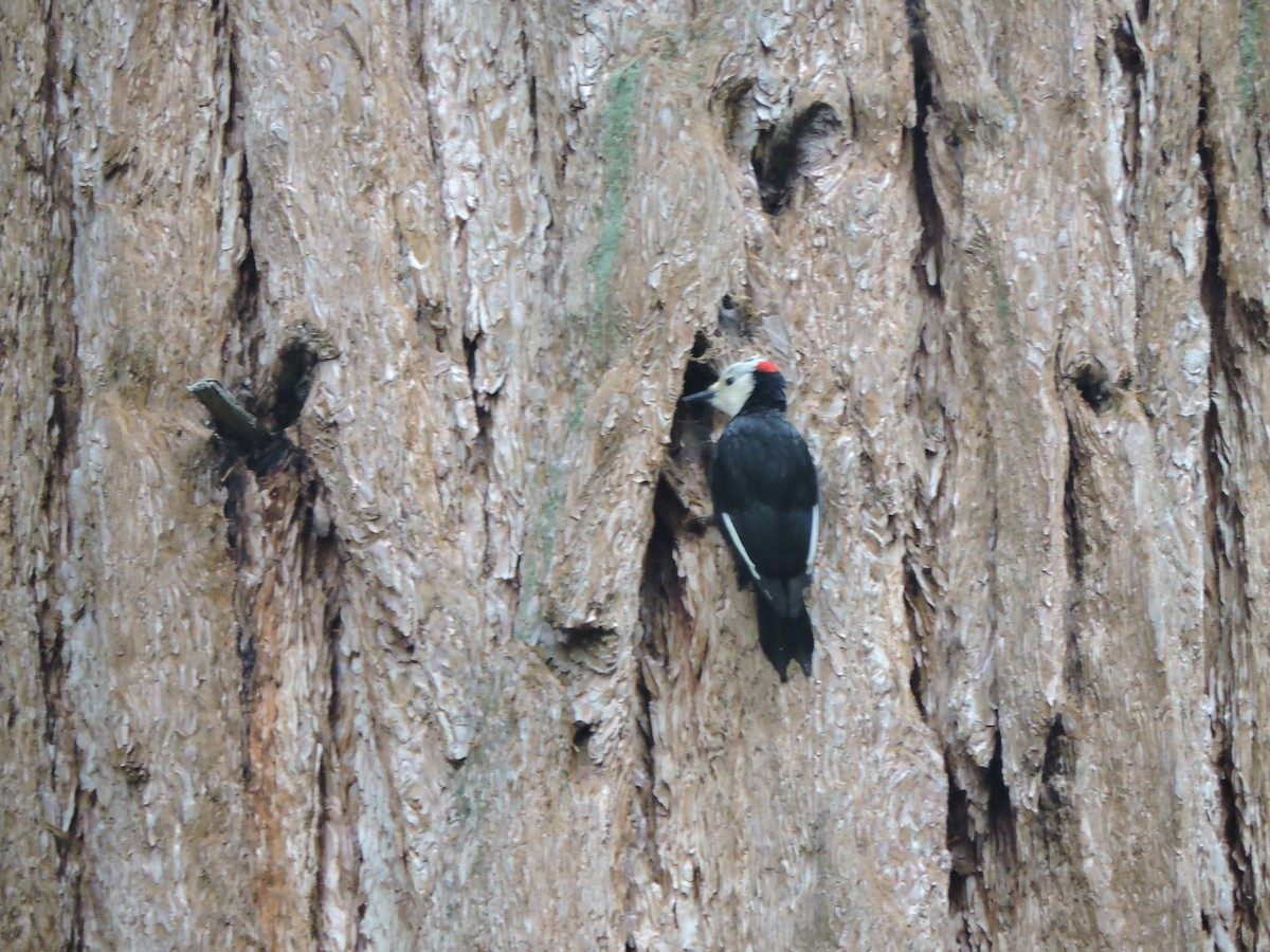 White-headed Woodpecker - ML241696451