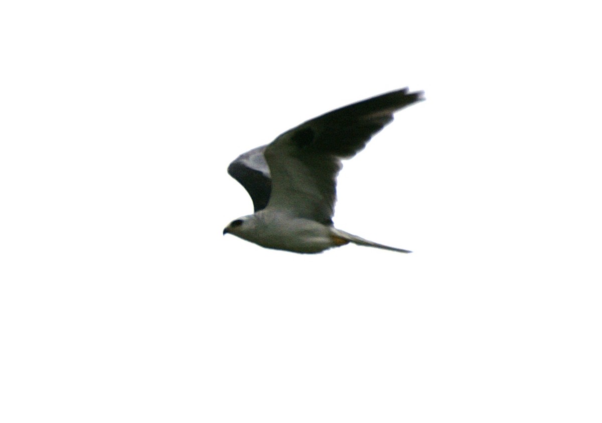 White-tailed Kite - Nancy Cox