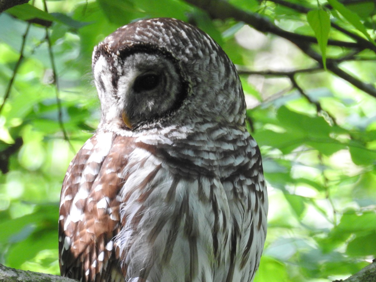 Barred Owl - ML241702561