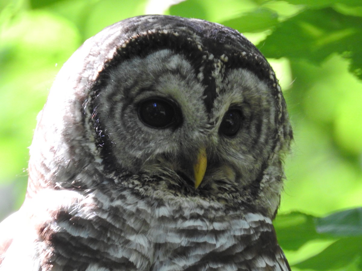 Barred Owl - ML241702791