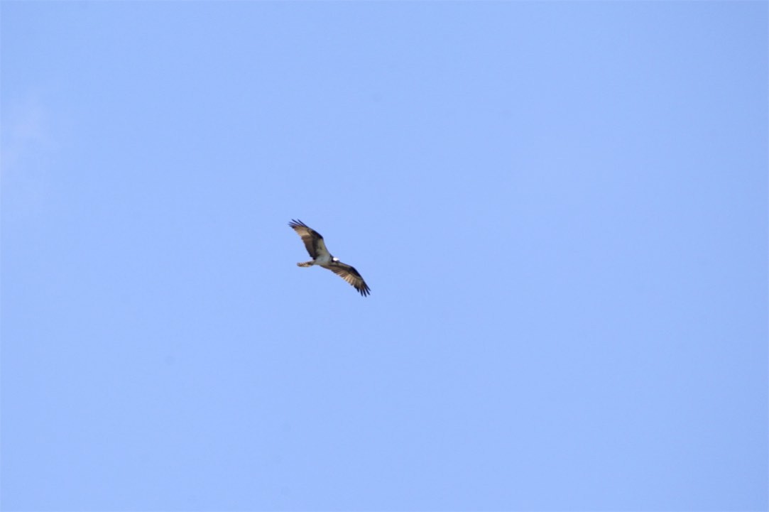 Águila Pescadora - ML241703541