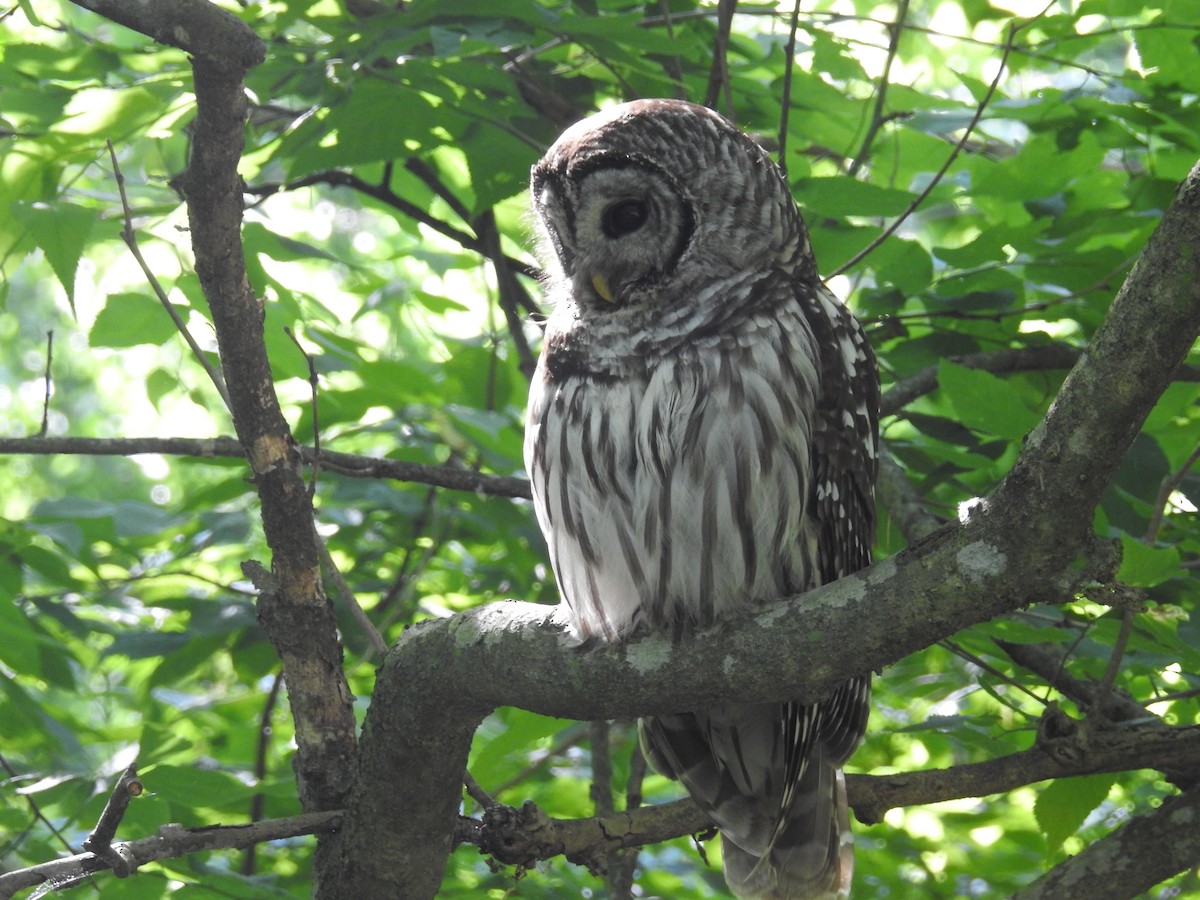 Barred Owl - ML241703781