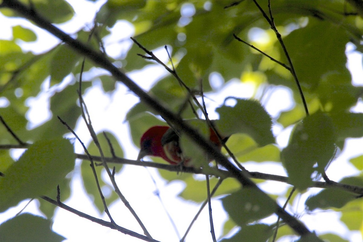 Scarlet Tanager - ML241704381