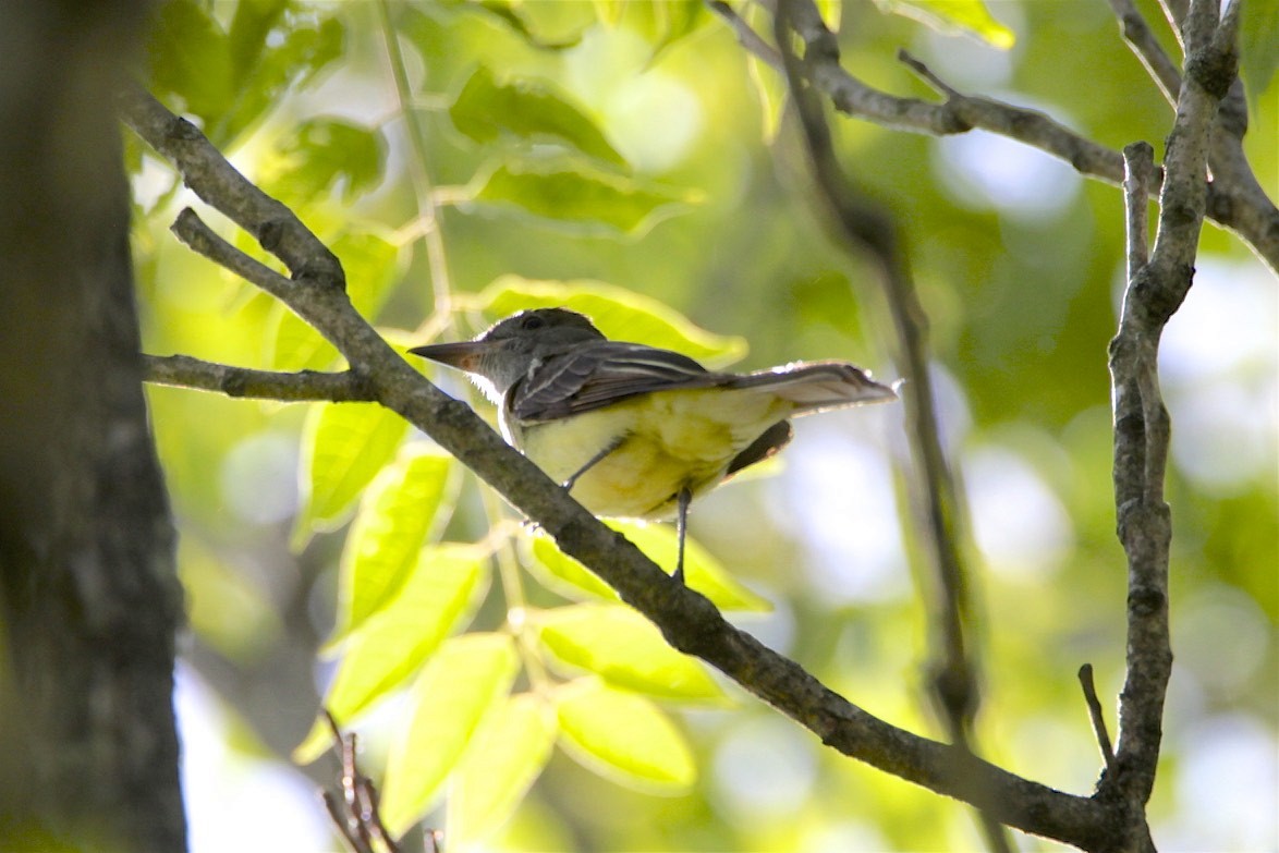 Great Crested Flycatcher - ML241704901