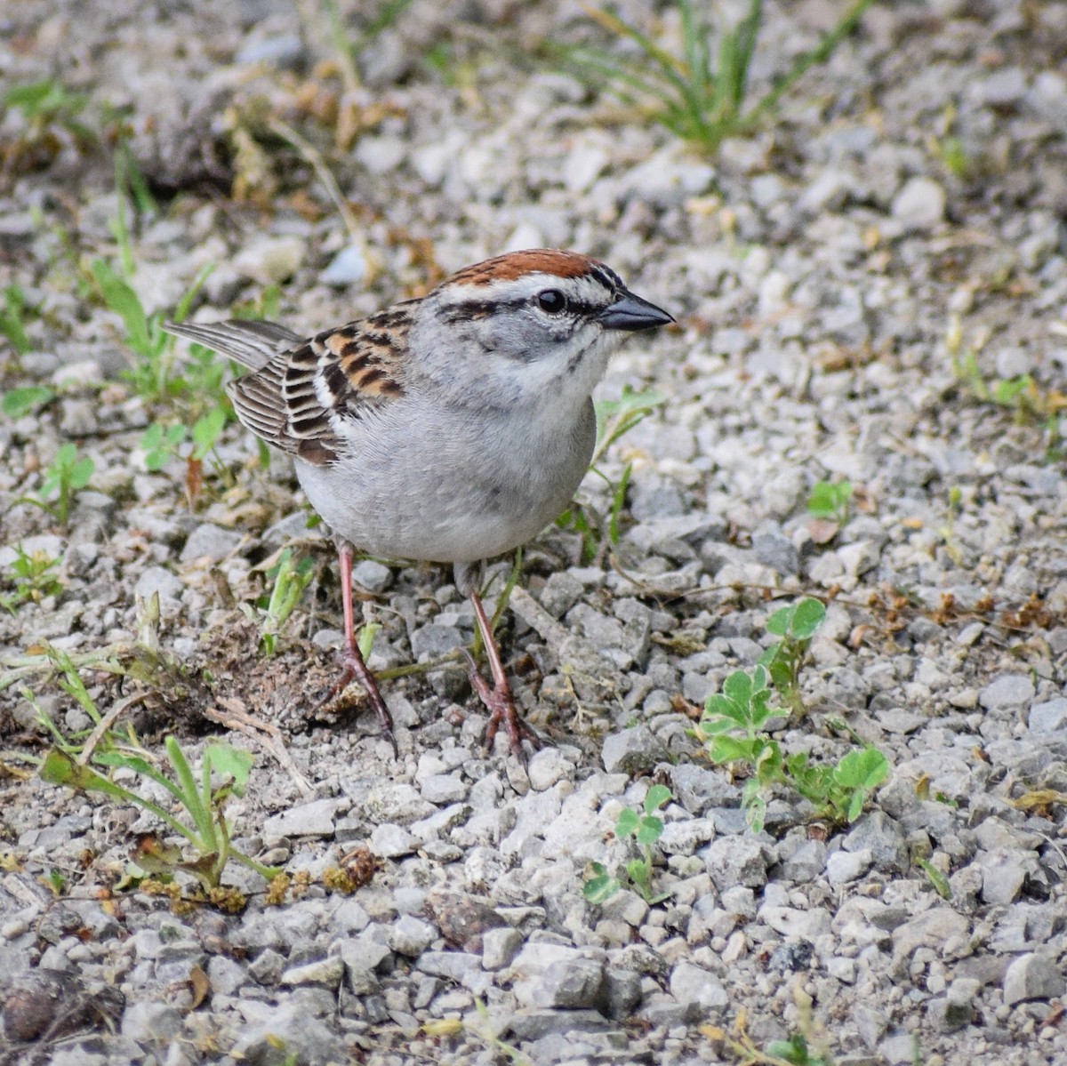 Chipping Sparrow - Jeff Black