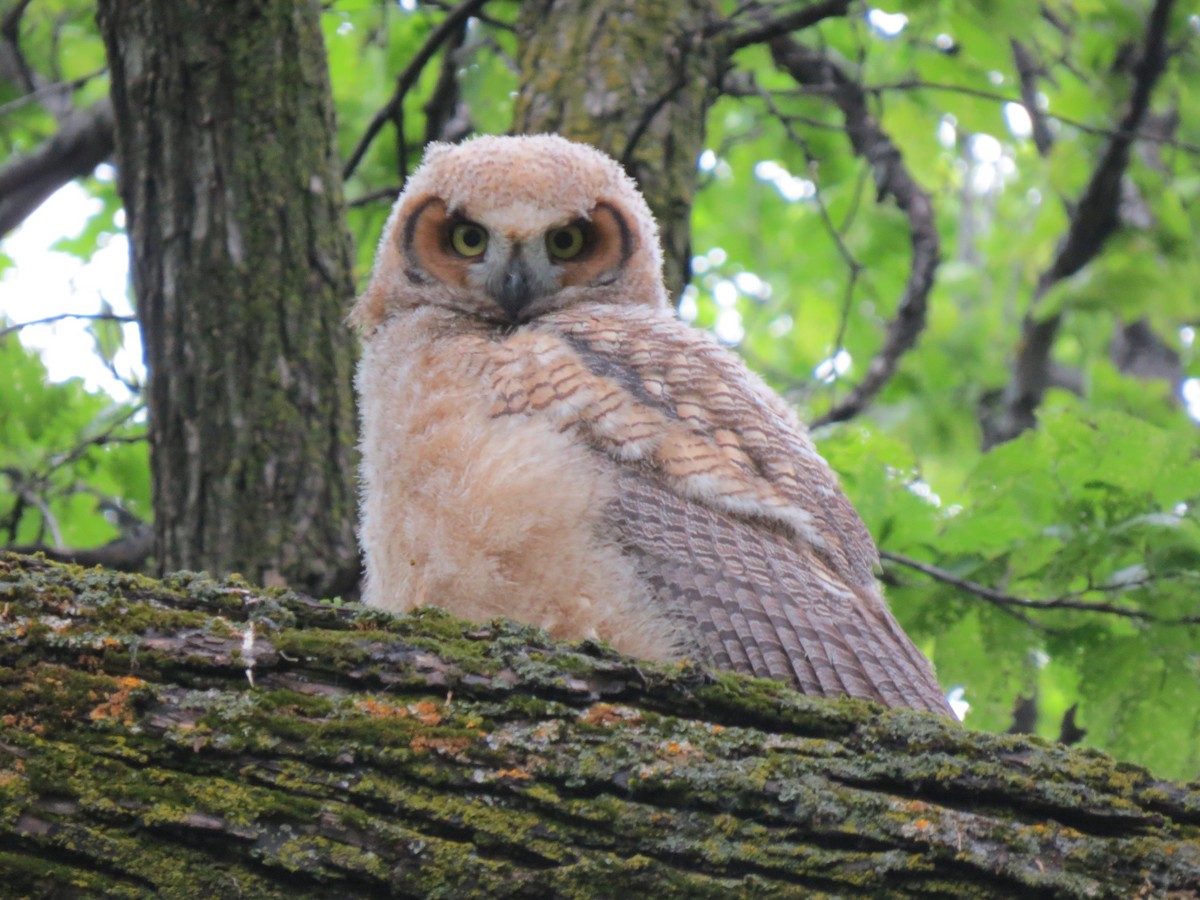 Great Horned Owl - Dana  Schroeder