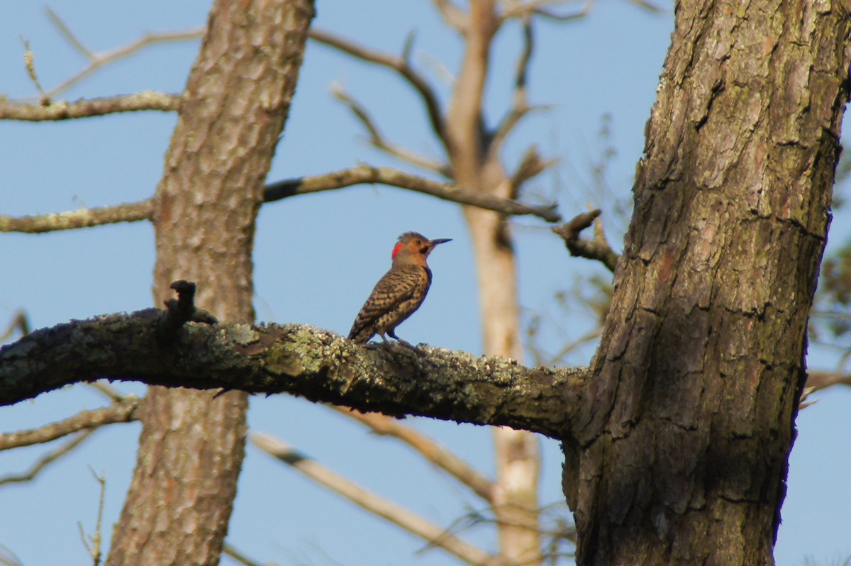 Northern Flicker (Yellow-shafted) - ML241709011
