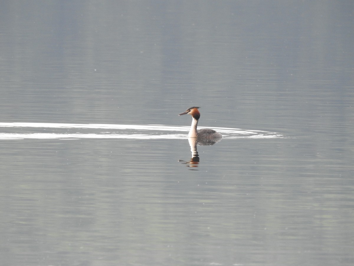 Great Crested Grebe - ML241711431