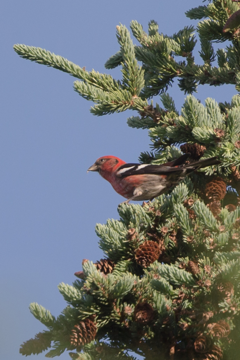 White-winged Crossbill (leucoptera) - ML241716561