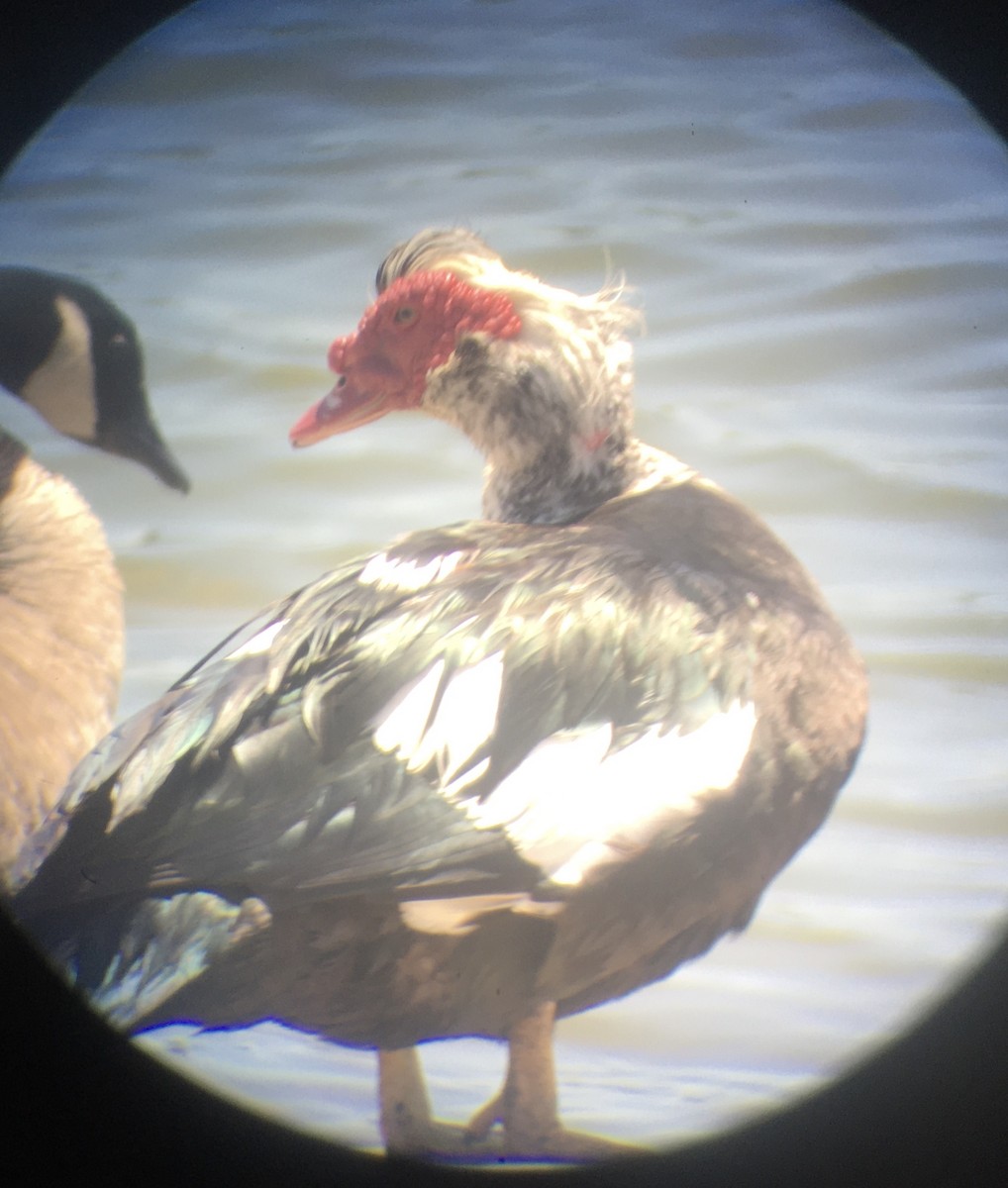 Muscovy Duck (Domestic type) - Varick Cowell