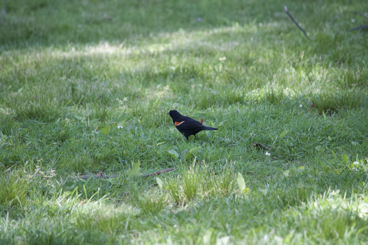Red-winged Blackbird - ML241727991