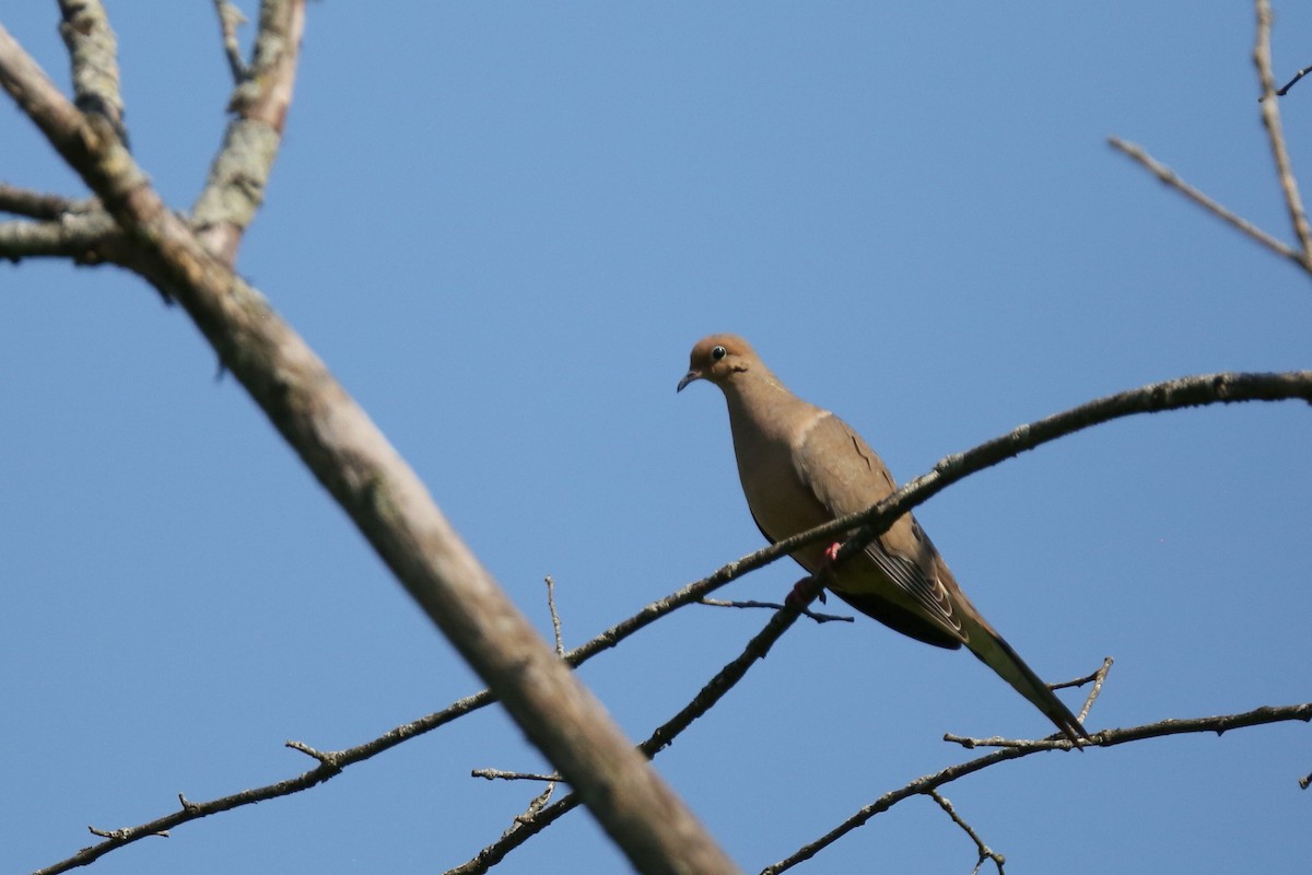 Mourning Dove - Ron Sempier